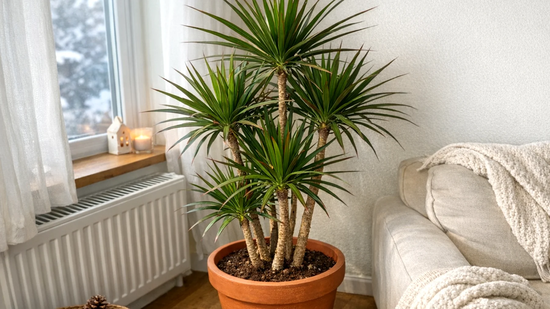Dracena"