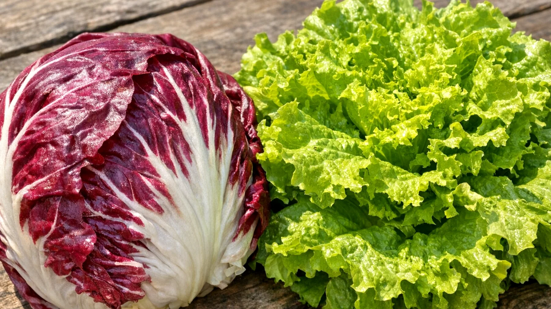Perché il radicchio è meglio dell'insalata comune e quali vantaggi nutrizionali e di gusto offre rispetto alla lattuga tradizionale"